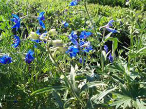 Delphinium Butterfly Blue