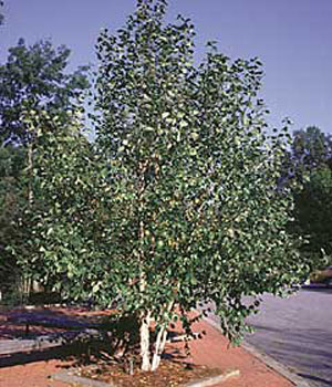 heritage birch