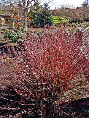 Isanti+dogwood+shrub
