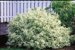 Variegated+dogwood+shrub
