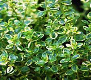 golden lemon thyme